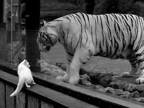 开云kaiyun-北京赛区举办CBA春季篮球公开赛，惠及百姓，2021北京篮球比赛