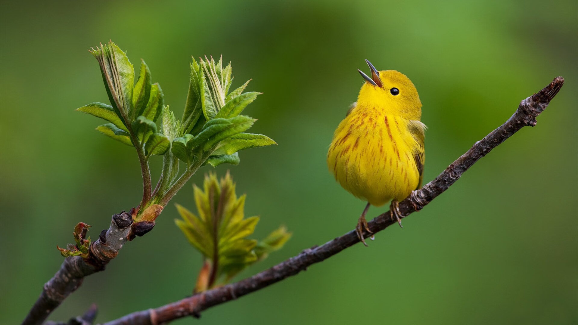 开云官网APP下载-可穿戴设备在电竞领域的应用：数据监测与健康管理，可穿戴电子产品有哪些