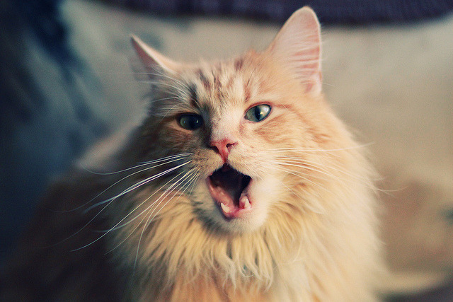 意甲激烈,球员表达比赛感受,意甲 足球